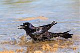 Common Grackleborder=